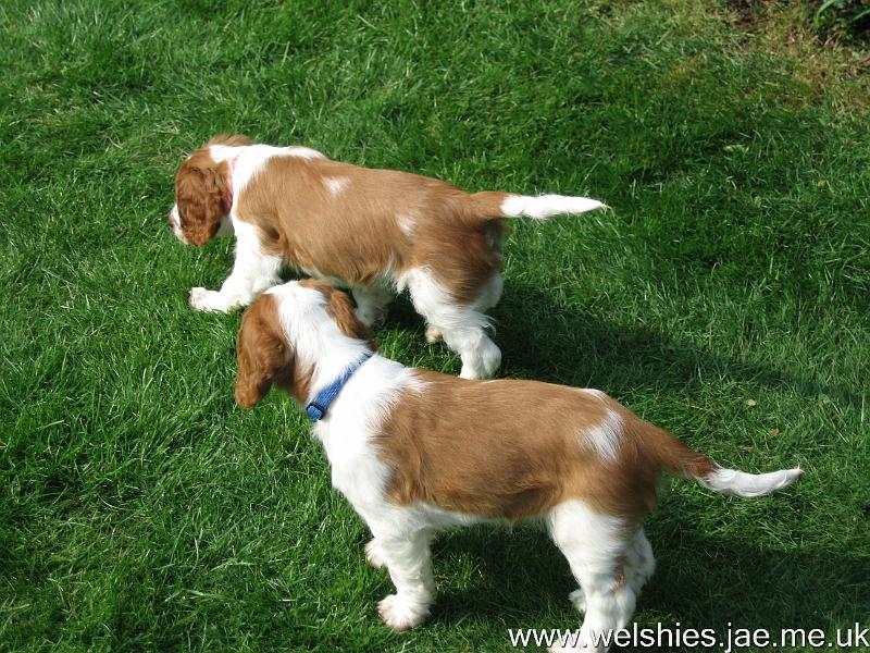 2009-04-03 34.JPG - Zen in front, Hal behind